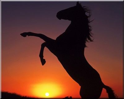 La peur du cheval