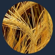 l'orge