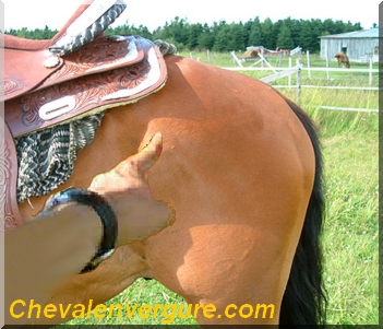 Faire reculer, tourner ou dplacer un cheval