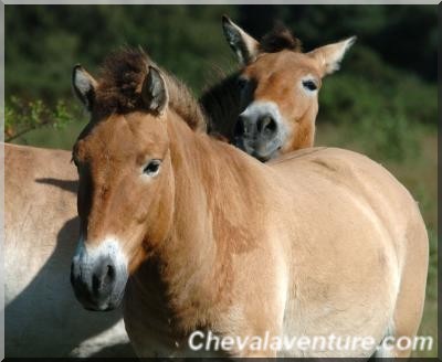 Race de chevaux: Le Przewalski