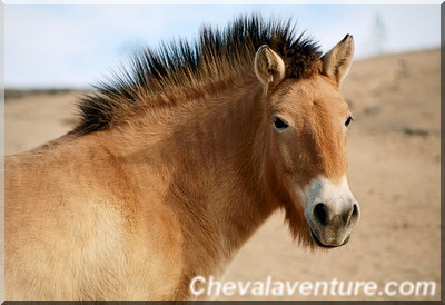 Race de chevaux: Le Przewalski