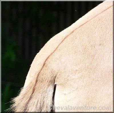 Race de chevaux: Le Przewalski