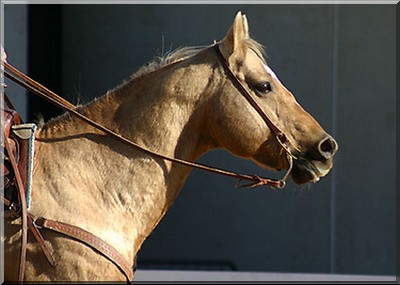Quarter-horse