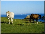 deux chevaux image