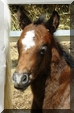galerie photo chevaux
